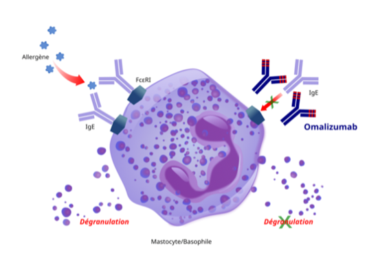 An illustration of Omalizumab's (Xolair) mode of action.
