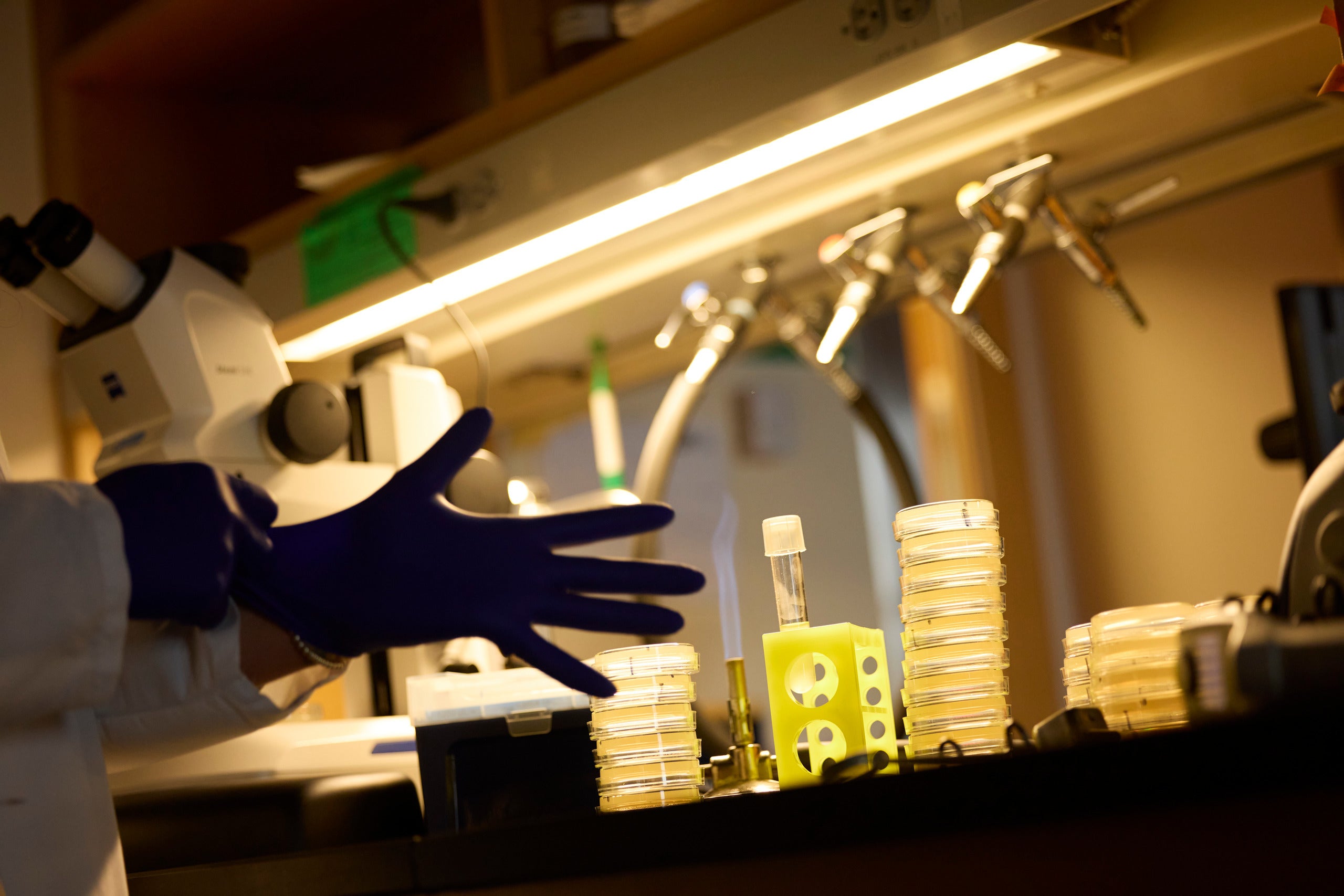 close up of a pair of hands putting up gloves in a lab environment. Photo by Kent Dayton.