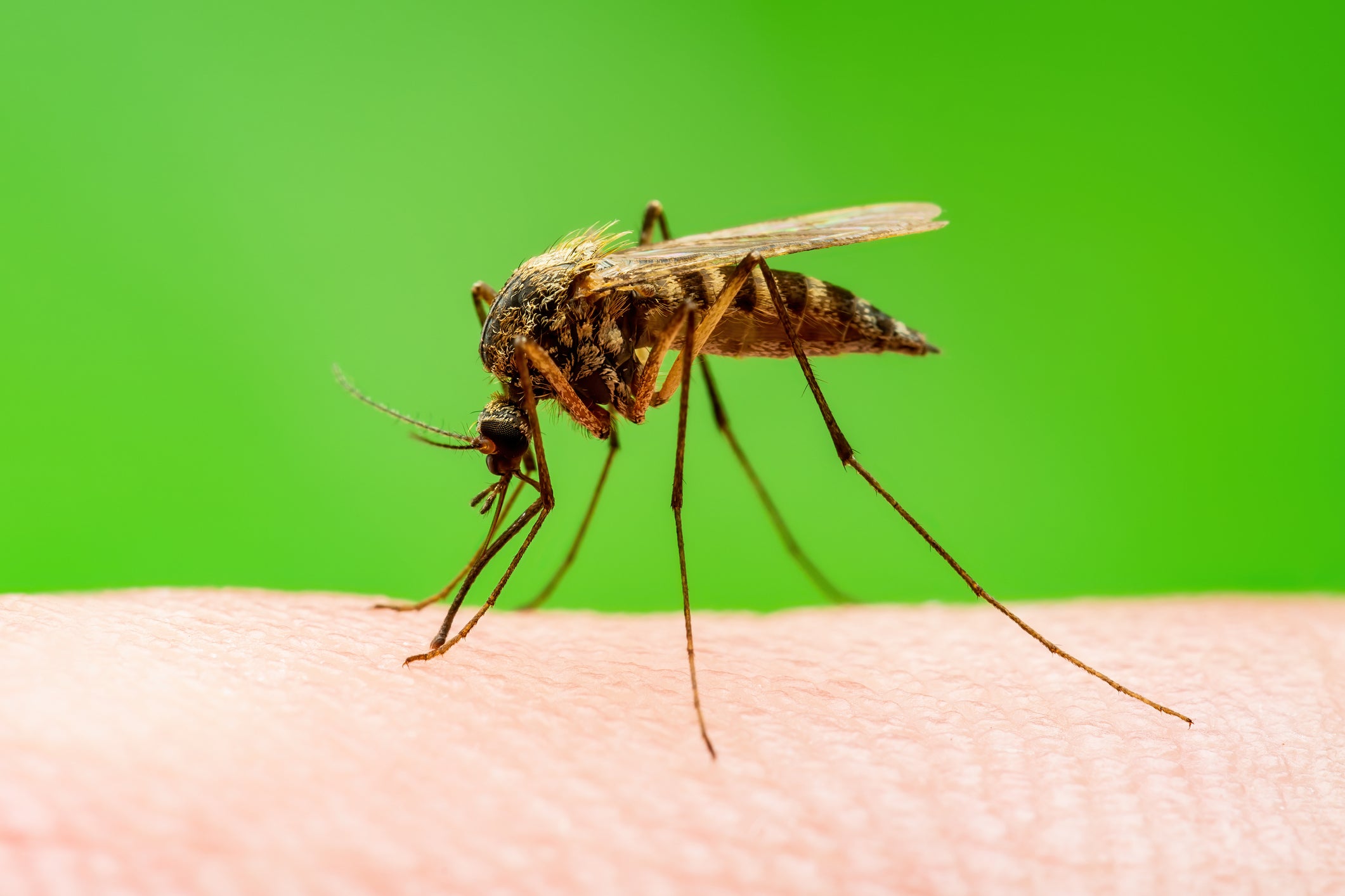 A closeup of a mosquito sitting on skin, against a bright green background.