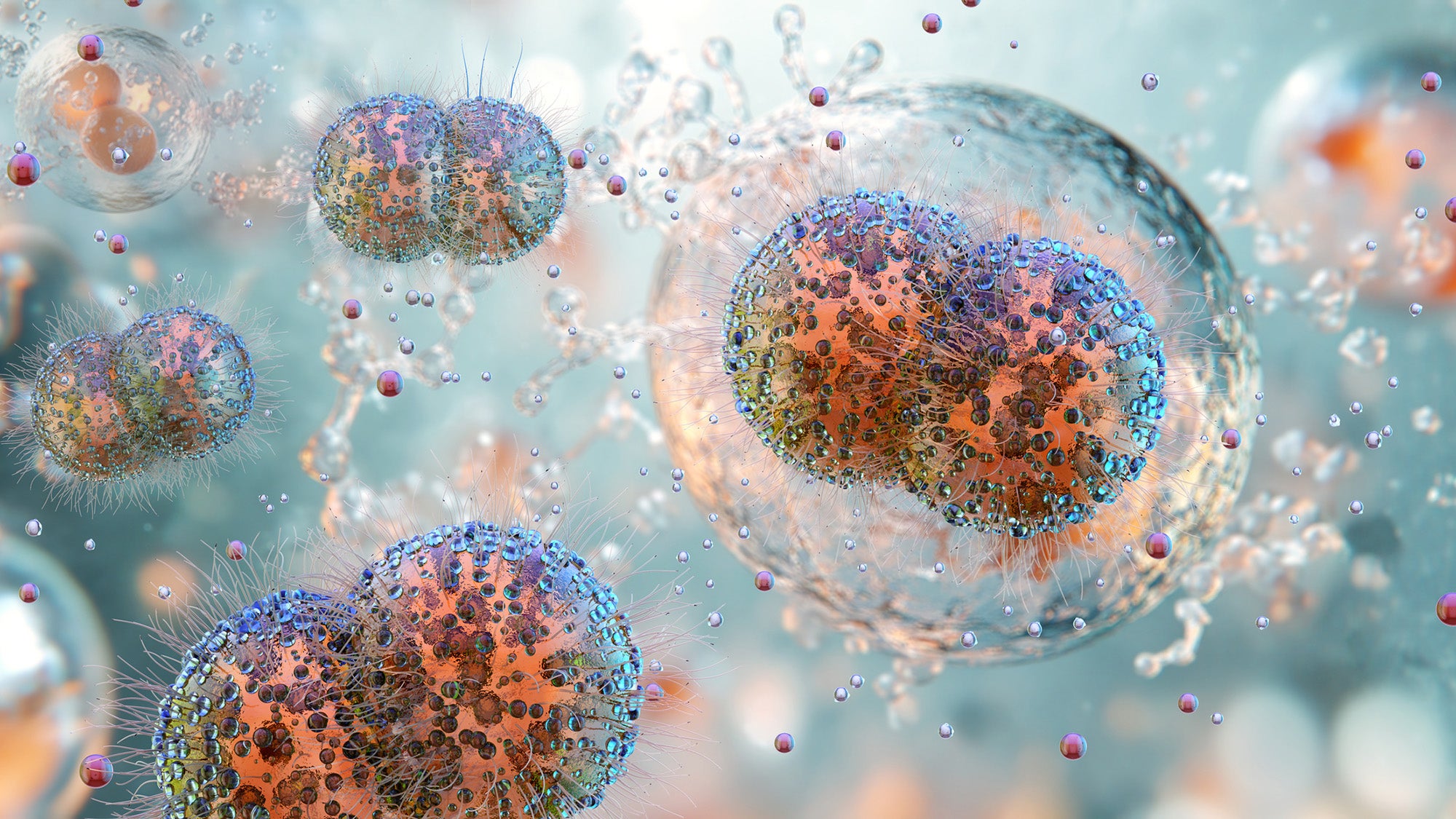 Gonorrhea bacterium Neisseria gonorrhoeae, diplococci structure.