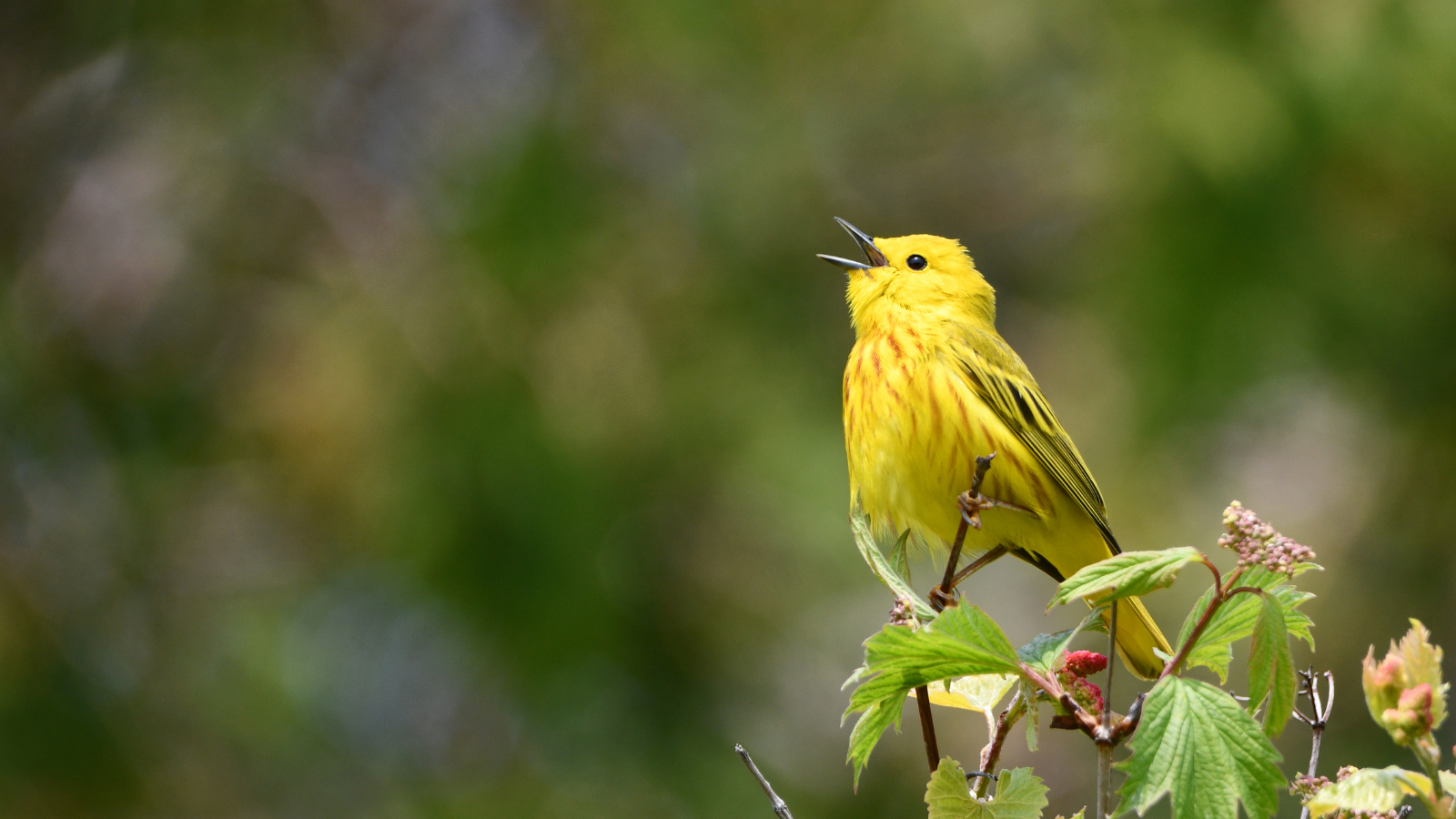Lee Kum Sheung Center for Health and Happiness Student Engagement Committee Wellbeing Workshop