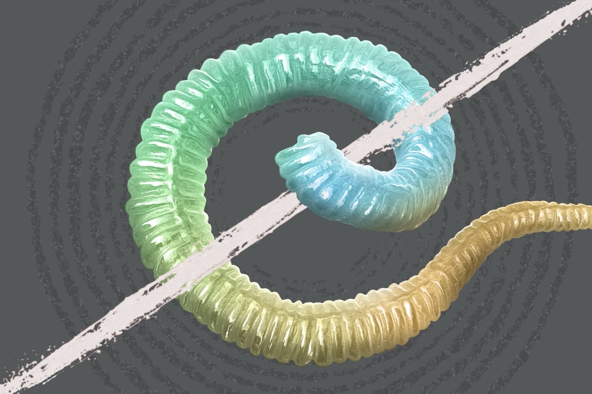 An illustration of a worm against a grey background