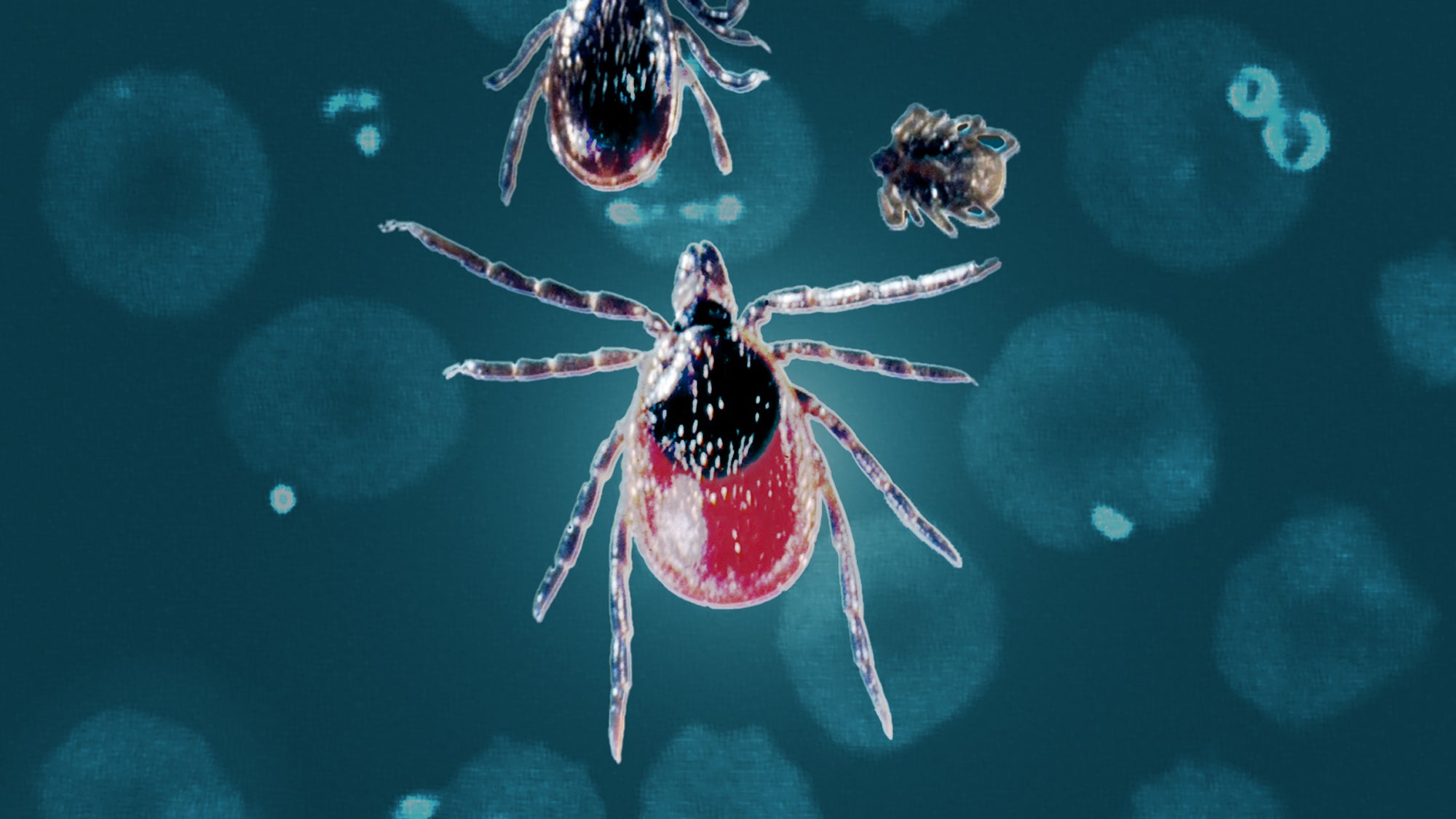 Illustration of a tick