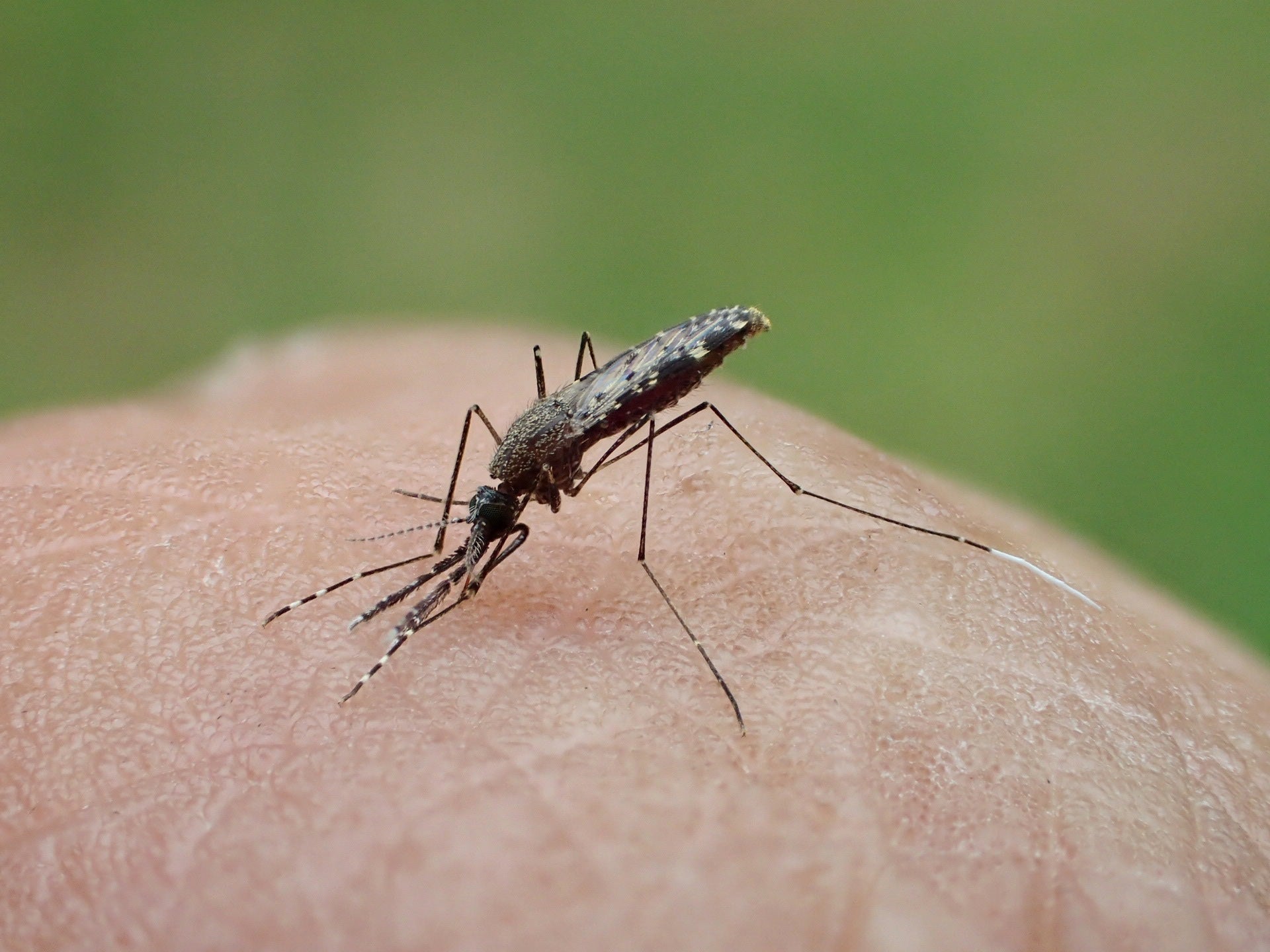 A close-up photo of an Anopheles darlingi mosquito atop someone's skin