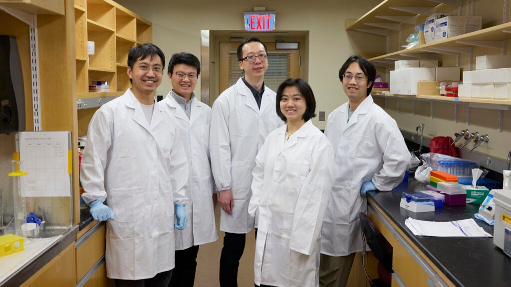 Lab members, left to right: Zidong Song, Tong Yang, Peng Gao, Chenshuang Li, and Zixuan Zhang. Photo: Kent Dayton / Harvard Chan School