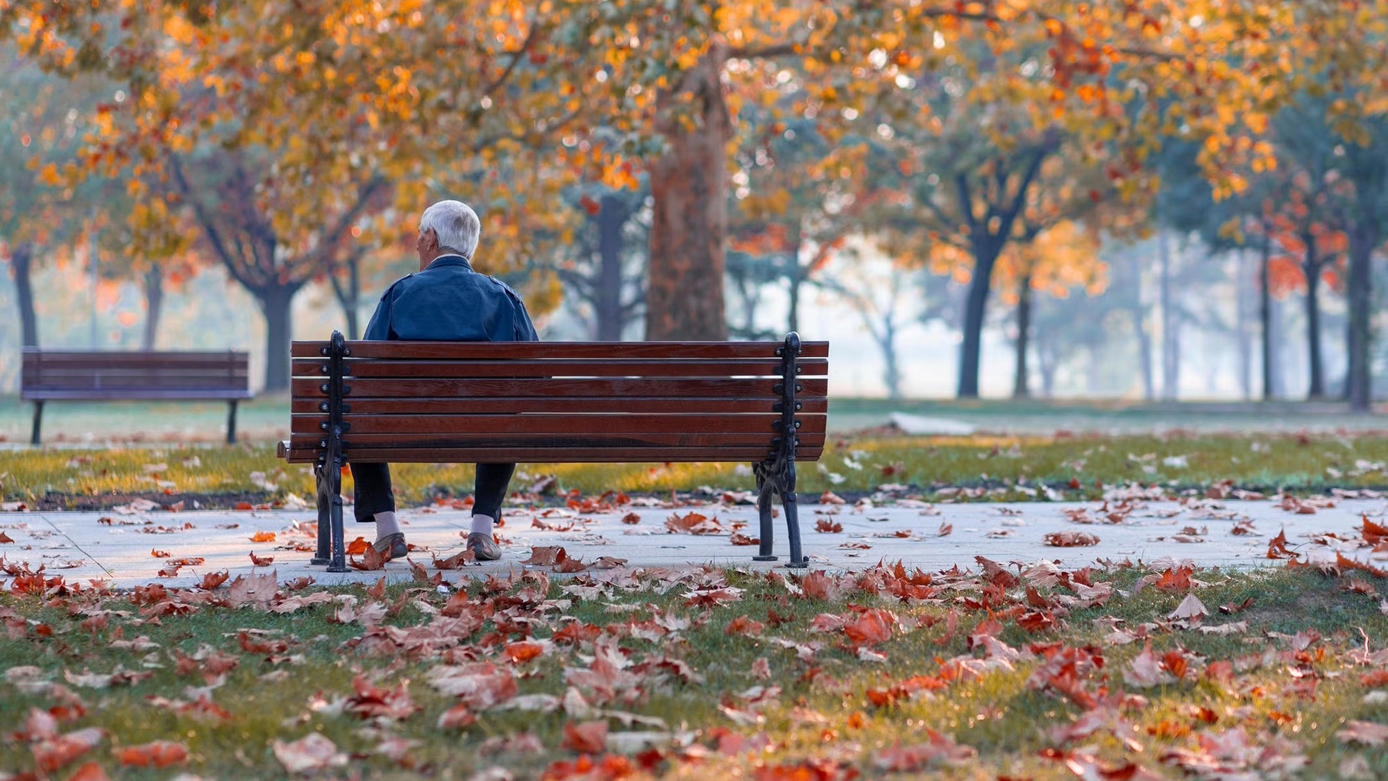 Man sitting on park bench, alone, viewed from rear