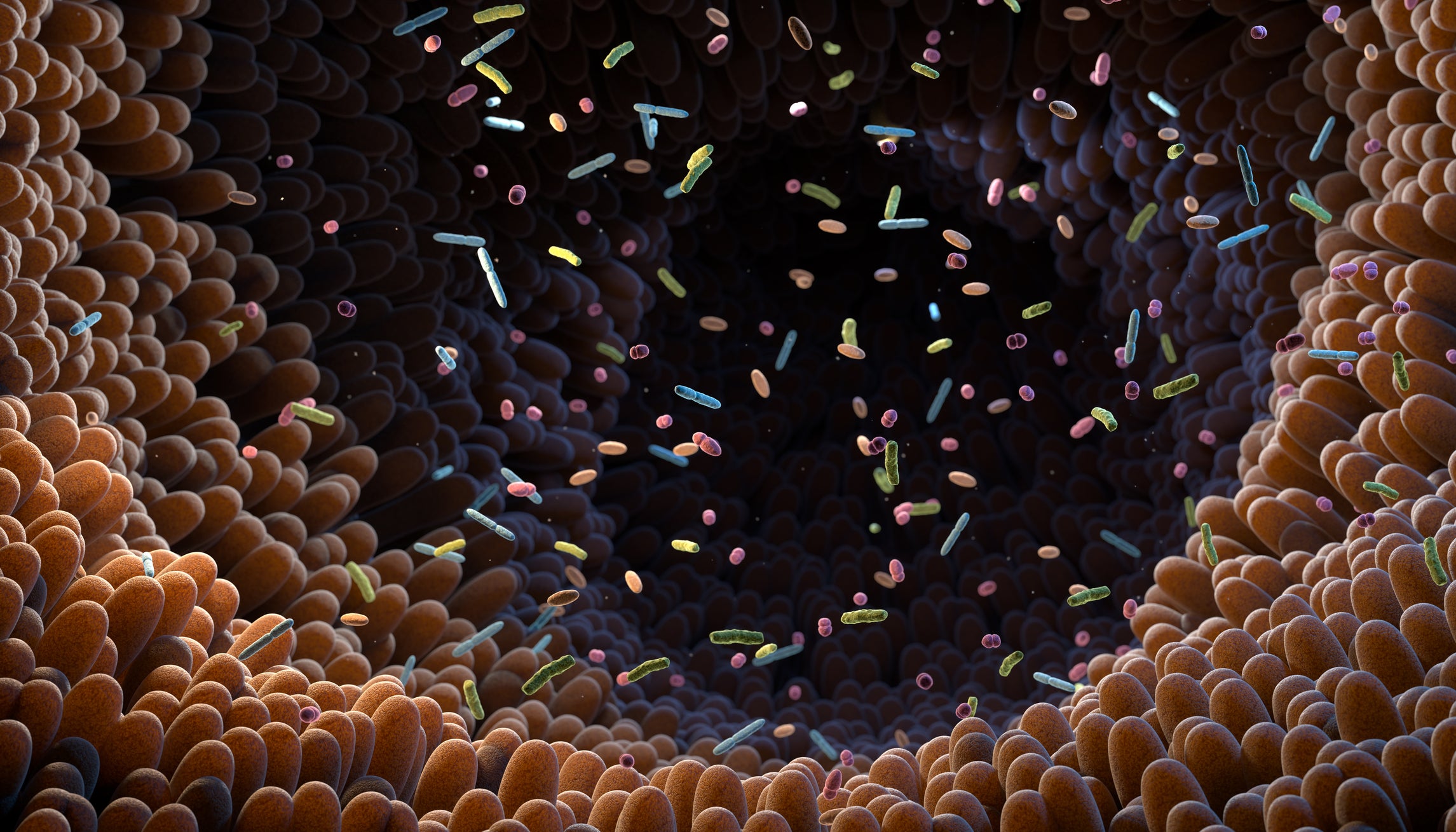 Illustration of intestinal bacteria