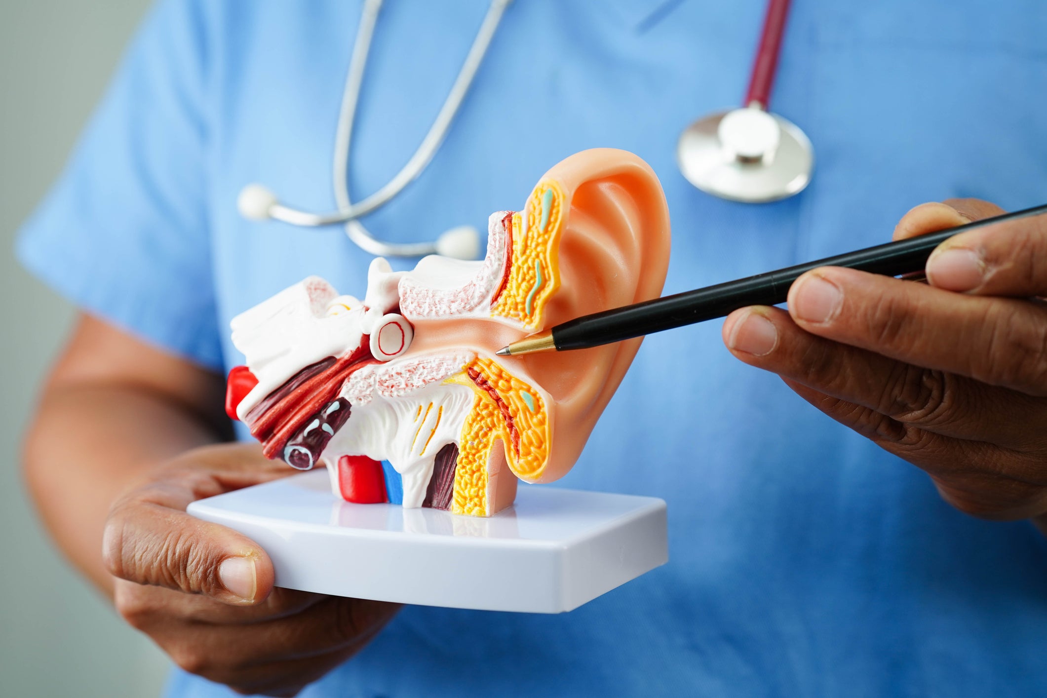 doctor holding human ear model.