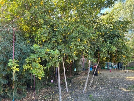 Lemon trees in Centro SER’s backyard, decorated with ornaments made by patients and staff.