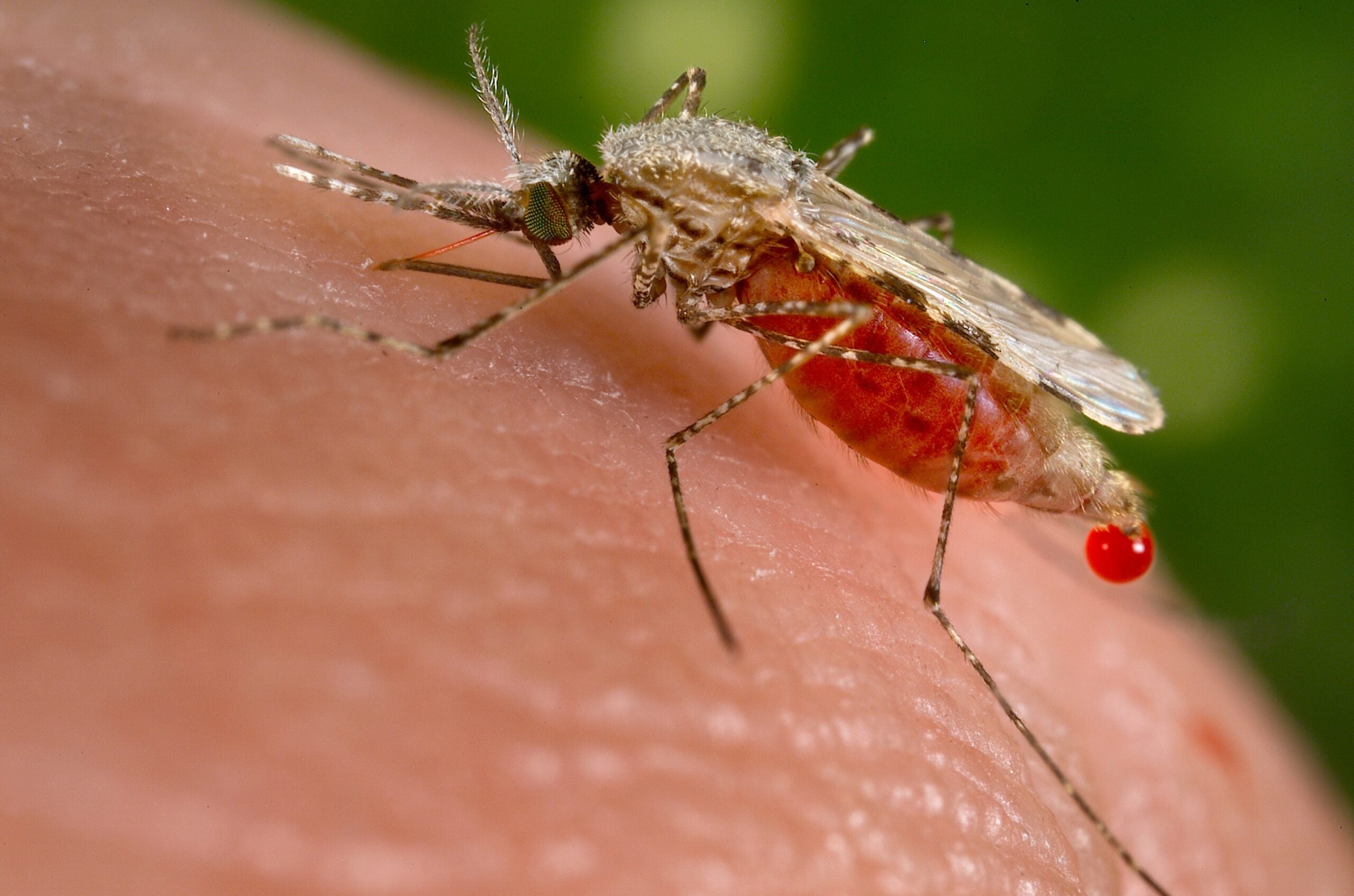 An anopheles stephensi mosquito photographed closeup on someone's skin