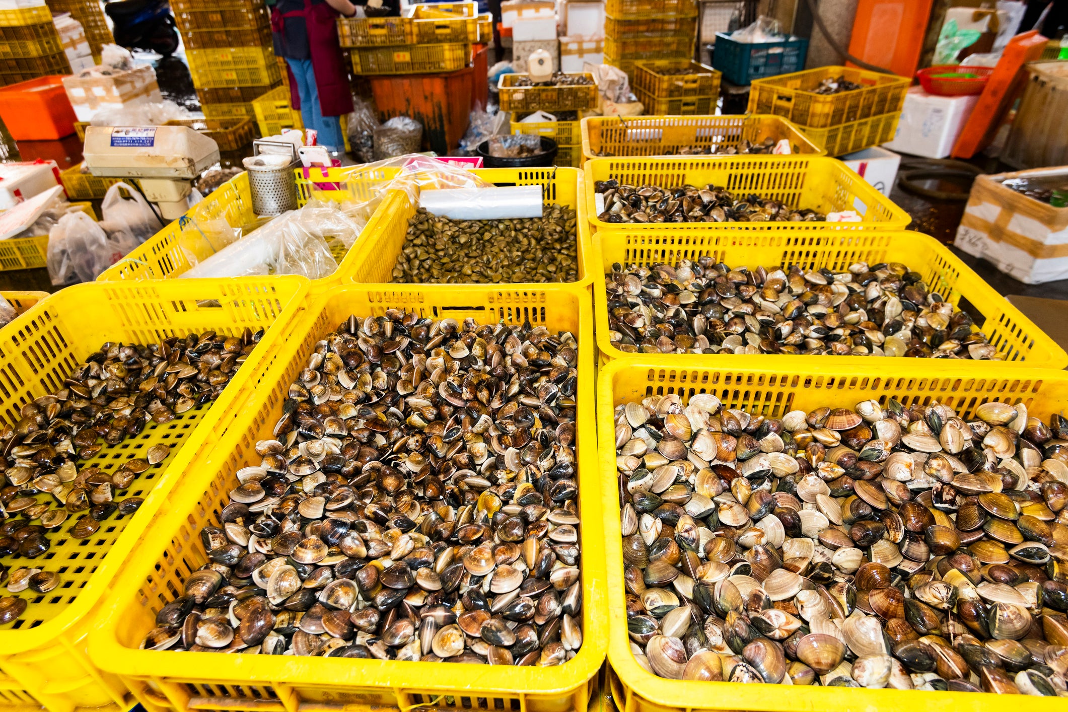 Yellow plastic baskets containing fresh, raw clams.