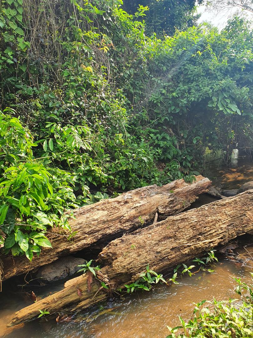 A stream serving households in a hard-to-reach community in southwestern Nigeria. The setting illustrates how water, environment, and everyday family life form part of the wider context for maternal, newborn and child health. Photo: Olakunle Ajayi