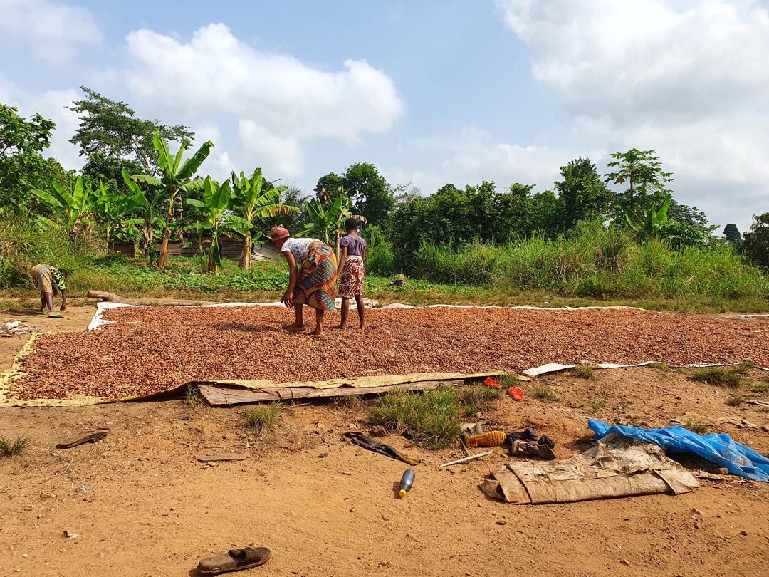 Cocoa drying in a community in southwestern Nigeria. Everyday livelihoods provided an important reminder that health-seeking decisions take place within broader family, social, and economic realities. Photo: Olakunle Ajayi